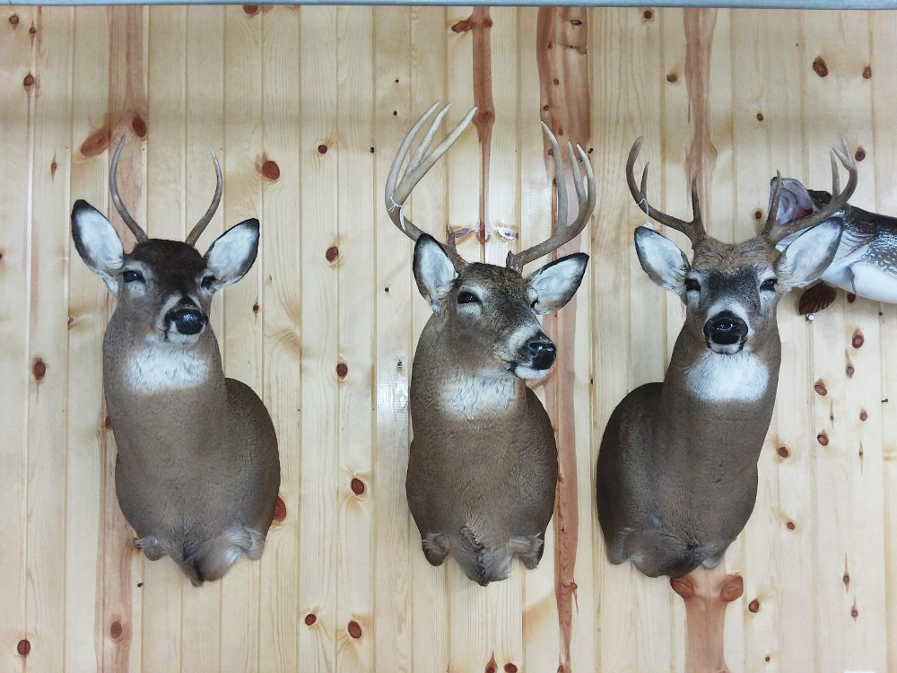 image showing deer mount