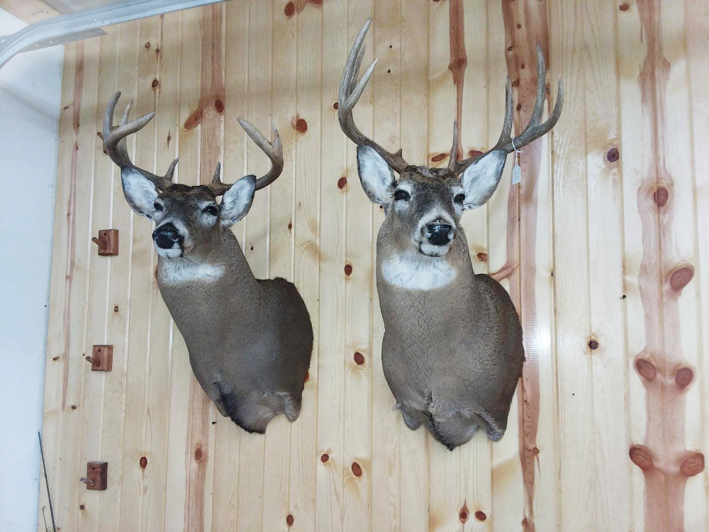image showing deer mount