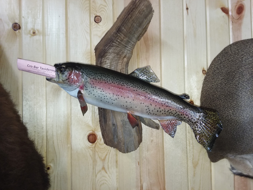 image showing fish mount