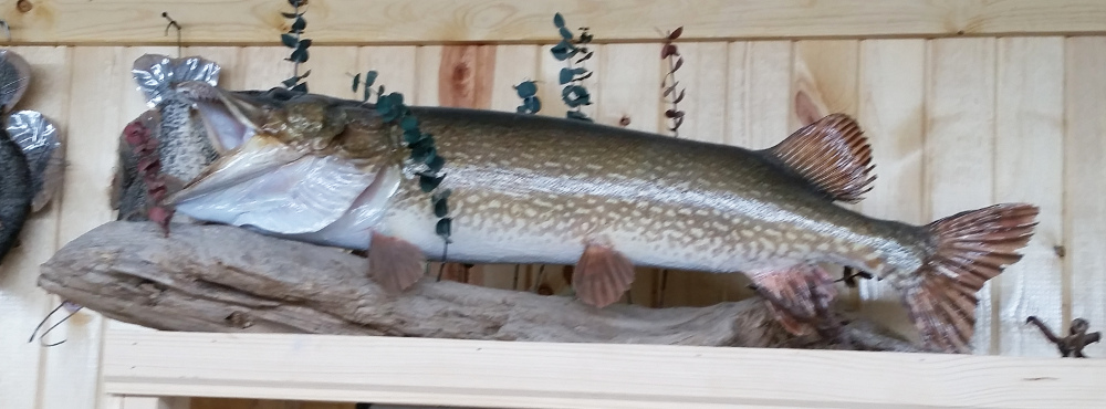 image showing fish mount