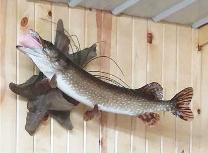 image showing fish mount