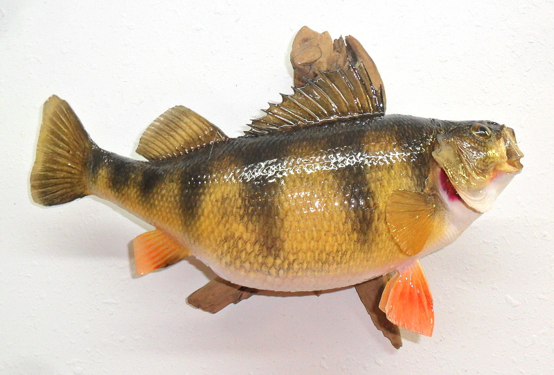 image showing fish mount