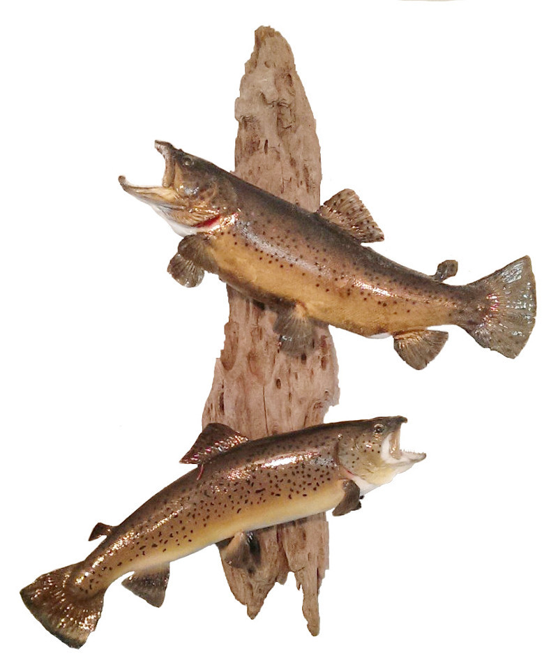 image showing fish mount