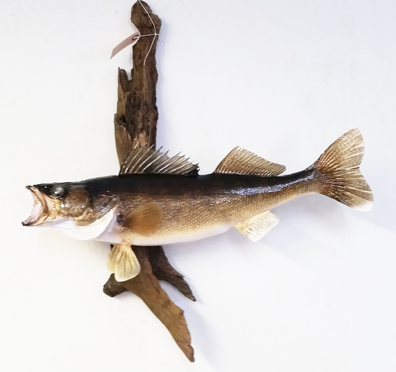 image showing fish mount
