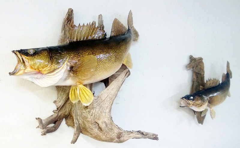 image showing fish mount