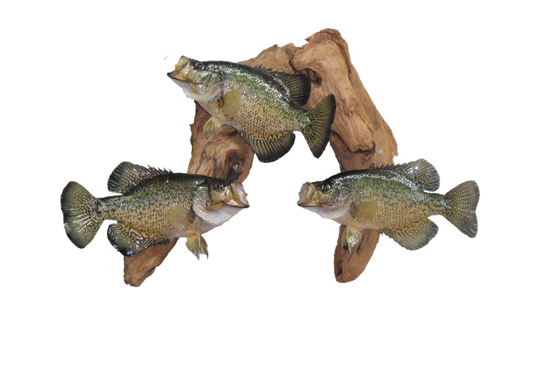 image showing fish mount