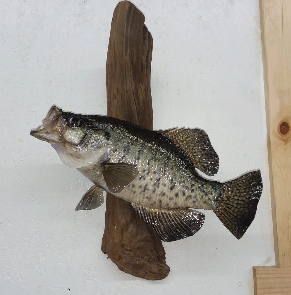 image showing fish mount