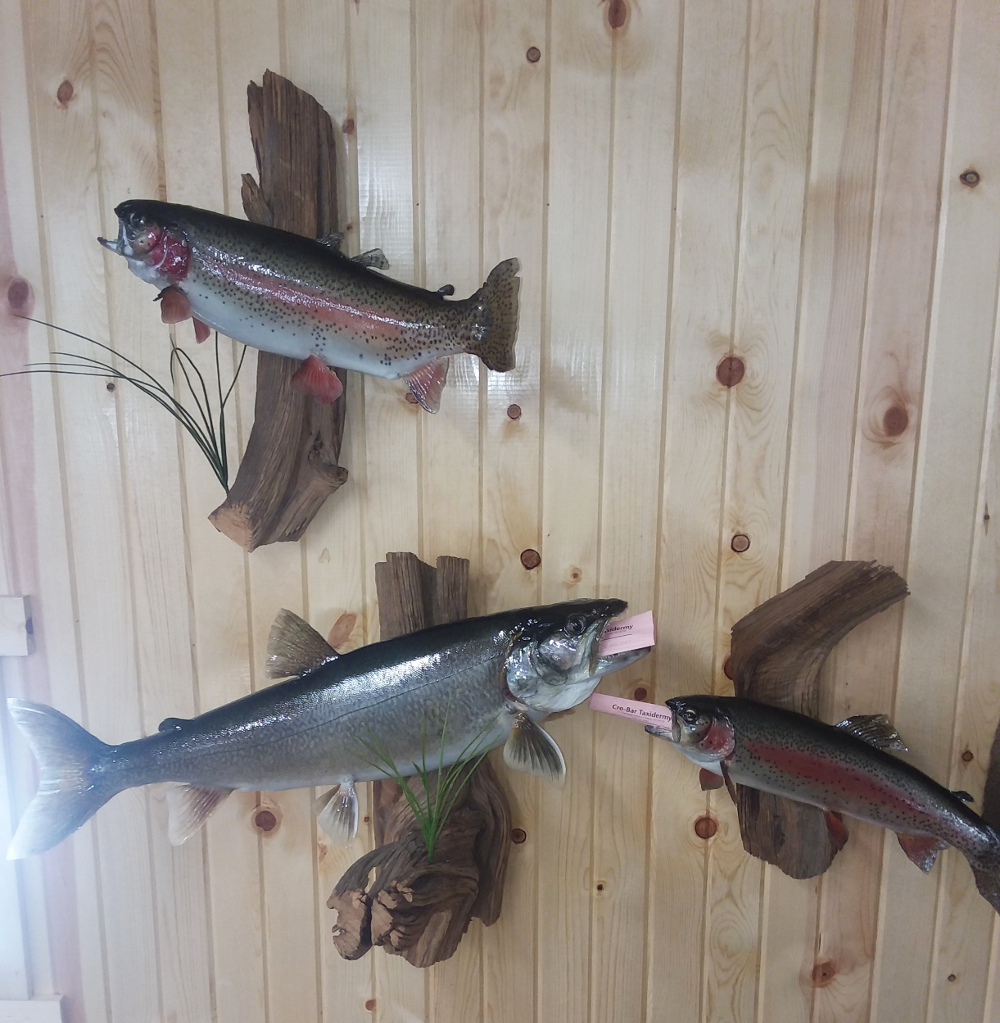 image showing fish mount