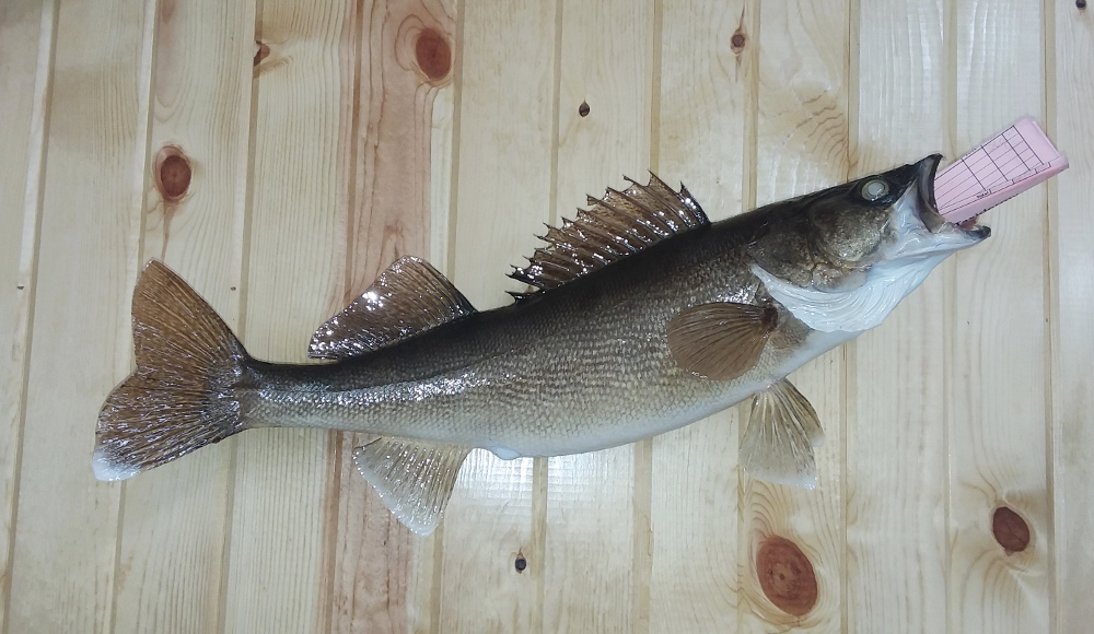 image showing fish mount