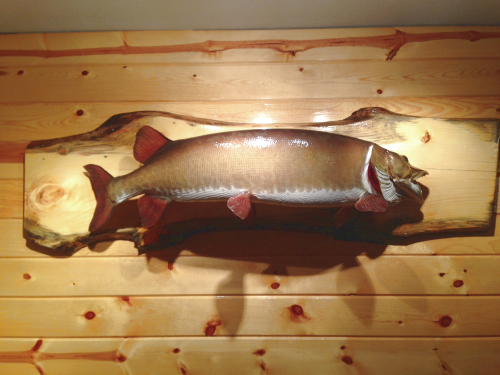 image showing fish mount
