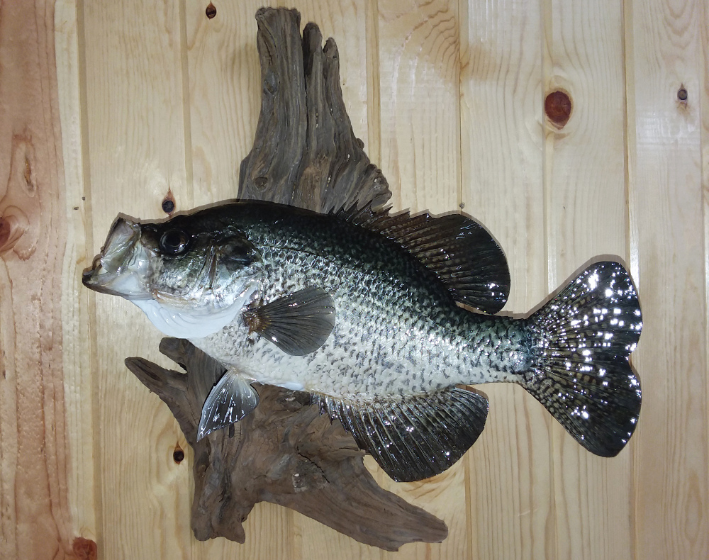 image showing fish mount