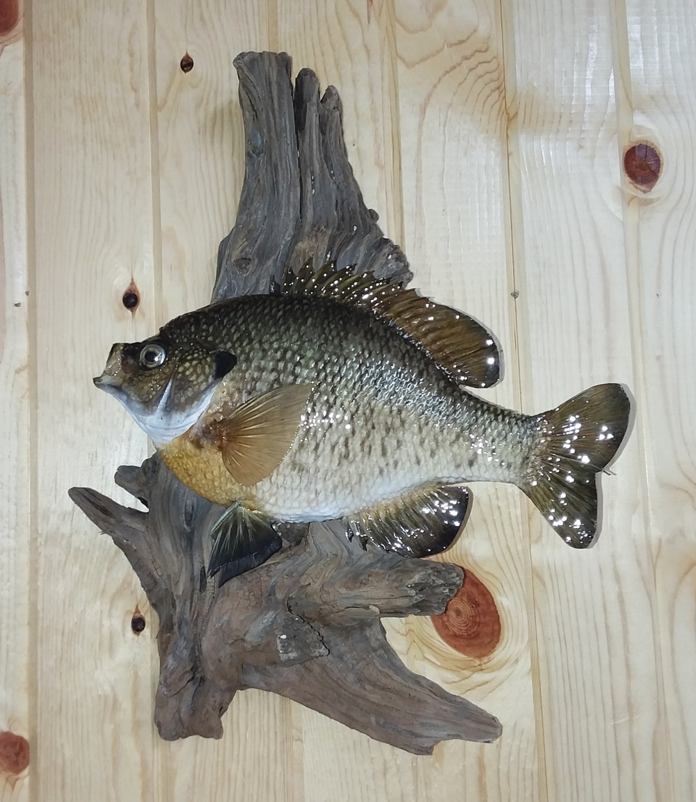 image showing fish mount