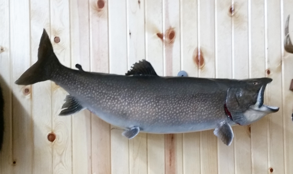 image showing fish mount